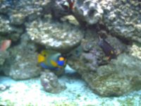 Fishtank Feb. 2008 003.jpg