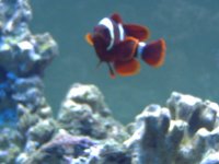 Fishtank Feb. 2008 004.jpg