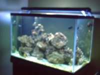 Fishtank Feb. 2008 005.jpg