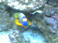 Fishtank Feb. 2008 008.jpg