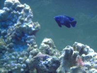 Fishtank Feb. 2008 010.jpg