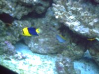 Fishtank Feb. 2008 011.jpg