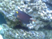 Fishtank Feb. 2008 013.jpg