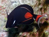 Achilles Tang.jpg