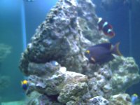 Fishtank Feb. 2008 015.jpg