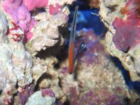 pipefish.jpg