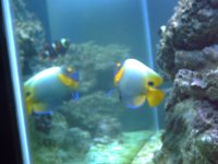 Fishtank Feb. 2008 016.jpg