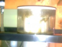 Fishtank Feb. 2008 017.jpg