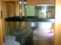 Fishtank Feb. 2008 018.jpg