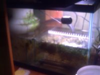 Fishtank Feb. 2008 019.jpg