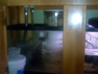 Fishtank Feb. 2008 020.jpg