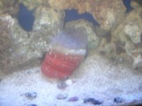 anemone 002.jpg