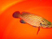 grouper.JPG