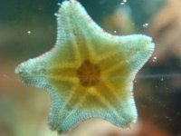 DSC00553starfishMR.jpg