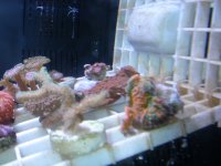 orange crush acans 009.JPG