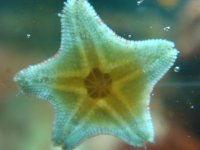 DSC00552starfish3MR.jpg