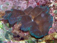 clam3.jpg