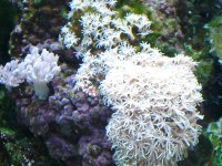 Corals ID 009.jpg