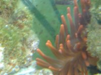 Corals ID 018.jpg