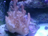 leo's tank for sale 002.jpg