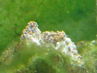 Corals ID 031.jpg