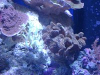 leo's tank for sale 003.jpg