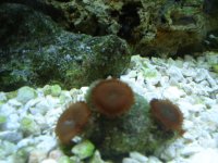 Corals ID 024.jpg