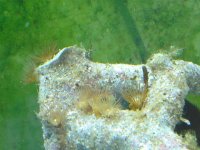 Corals ID 033.jpg