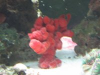 Birthdaydaypicofcorals2007061.jpg