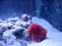 Red Sponge.jpg