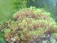 Corals ID 035.jpg