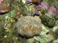 Birthdaydaypicofcorals2007047.jpg