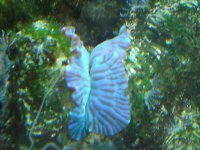 Corals ID 039.jpg
