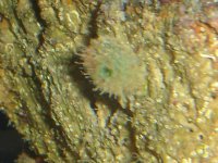Corals ID 043.jpg