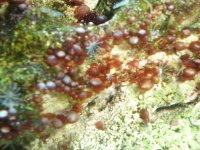 Corals ID 042.jpg