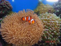 Clown & Toadstool.jpg