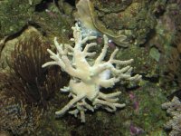 Birthdaydaypicofcorals2007024.jpg