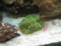 Birthdaydaypicofcorals2007033.jpg