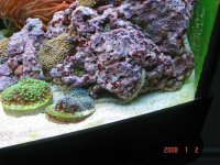 Rics & Bristle Worm.jpg