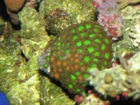 Birthdaydaypicofcorals2007016.jpg