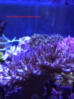 MultiColor Rosaria Mother Colony.jpg