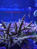 TriColor Cerealis Mother Colony.jpg
