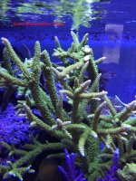 Green Slimer Mother Colony.jpg