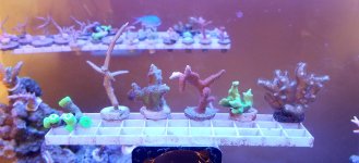 corals for sale 01.jpg