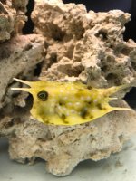 cowfish.jpg