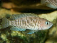 lamprologus_multifasciatus_01c.jpg