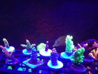 IMG_20181022_132418.jpg