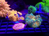 IMG_20181022_132332.jpg
