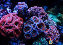 acan garden.jpg