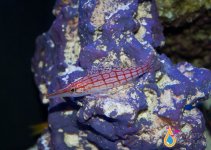 hawkfish12.jpg